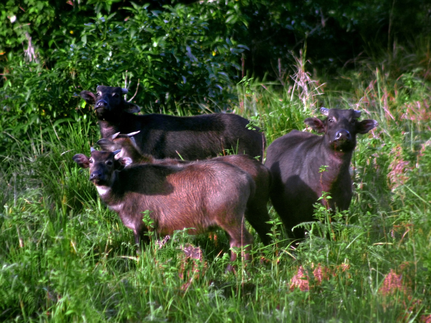 A small herd of tamaraw in the tall grass of Mts. Iglit-Baco