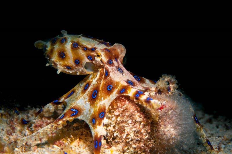 Octopus Divers